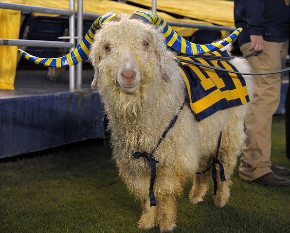 File:NavyGoat.jpg