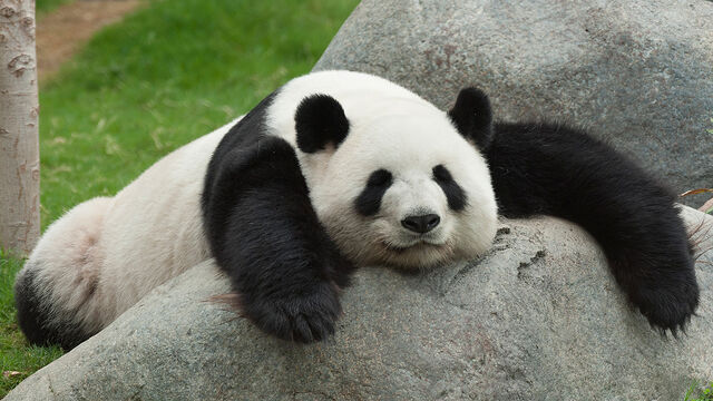 File:Cute-Pandas-pandas-35203709-1280-720.jpg