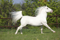 Lipizzaner-Pictures