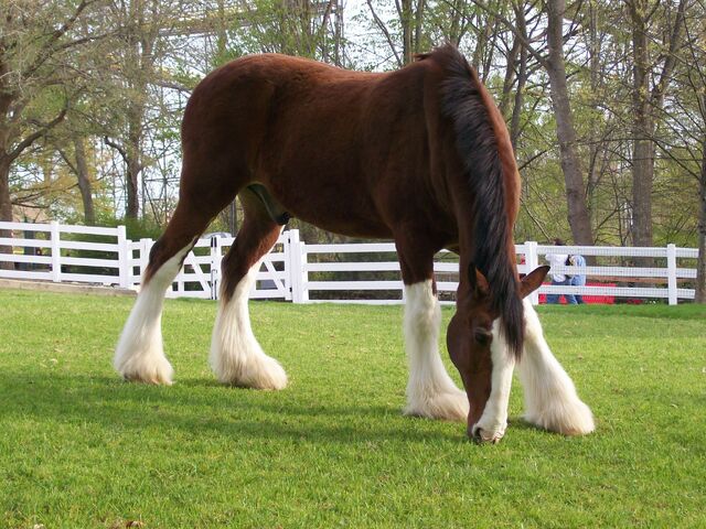File:Clydesdale-busch-gardens.jpg