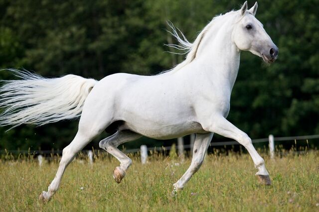 File:Lipizzan-Photos.jpg