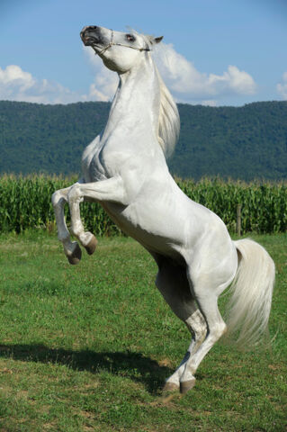 File:171579606.jpg