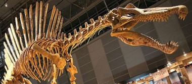 파일:Fossil Spinosaurus.jpg
