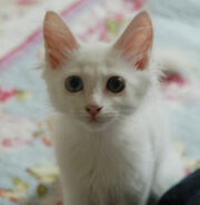 Cat rag doll