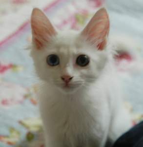 파일:Cat rag doll.jpg