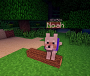 Noah Camping