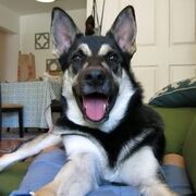 DobbyIRL