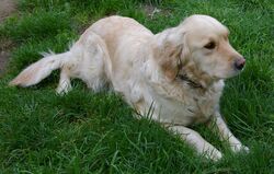 Golden retriever.jpg