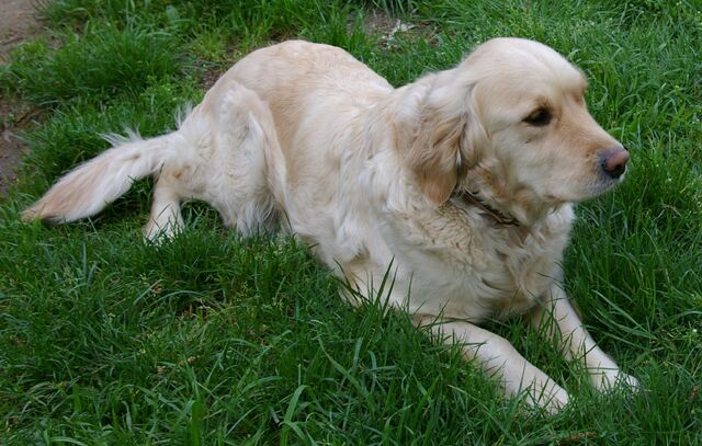 Bestand:Golden retriever.jpg