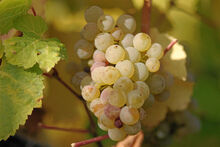 Pinot gris.jpg