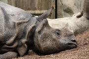 Neushoorn