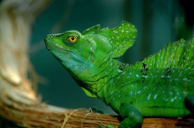 Bestand:Kroonbasilisk.jpg