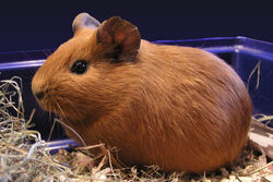 Cavia.jpg