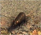 Rat