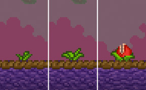 Wartweed growth