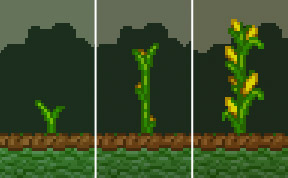 Corn growth