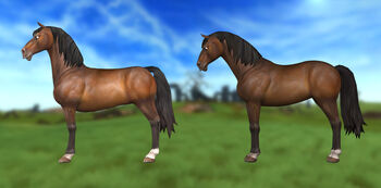 Starterhorse2