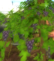 Druv.png