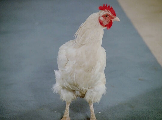 File:Chicken.jpg