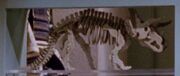 Triceratops skeleton model
