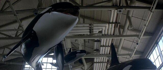 File:Orca models.jpg