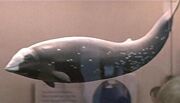 Cuvier's beaked whale