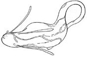 Regulan bloodworm diagram