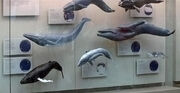Whales