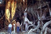 Gnarltrees BTS