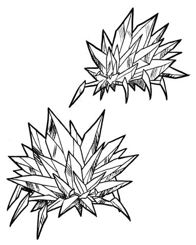 File:Crystal barnacle.jpg