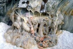 Tauntaun innards.jpg