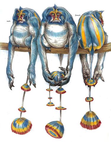 File:Woolamanders woswfg.jpg