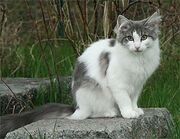 Katt