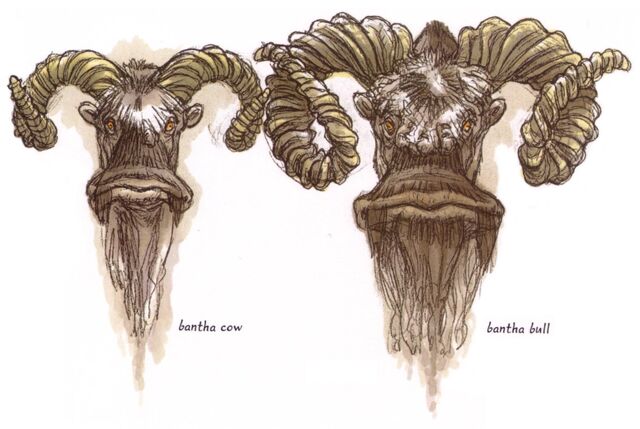 Файл:Bantha Bull and Cow.jpg