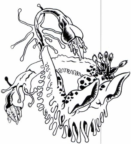File:Aganof AE.jpg