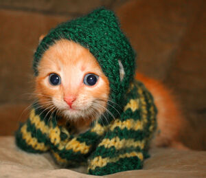 Cute-kitten-cats-6987468-670-578
