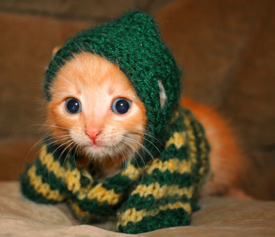 File:Cute-kitten-cats-6987468-670-578.jpg
