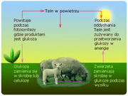 Teln