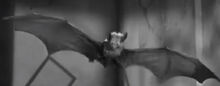 Bat's Model