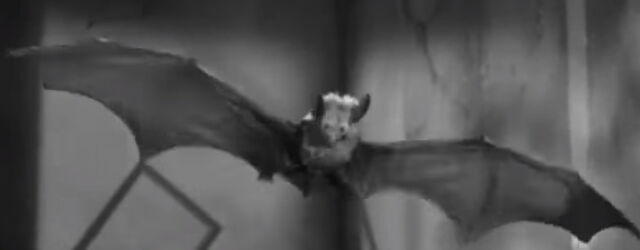 File:Bat's Model.jpg