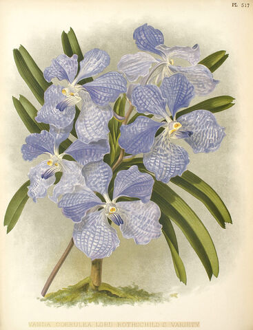 Plik:Vanda coerulea plate.jpg