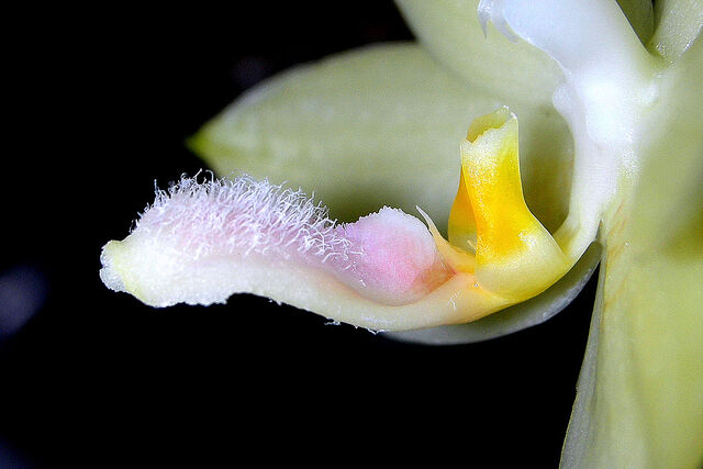 Plik:Phalaenopsis floresensis budowa2.jpg