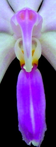 Plik:Phalaenopsis lowii budowa.jpg