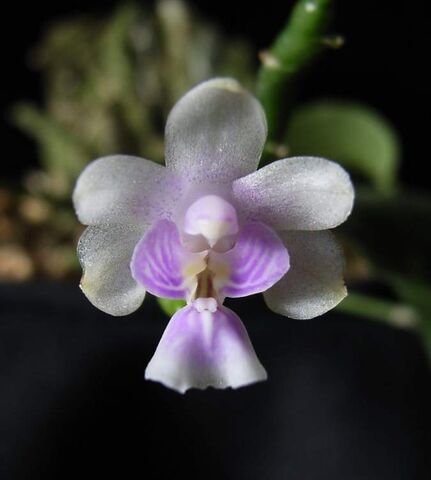 Plik:Phal deliciosa subsp. deliciosa.jpg