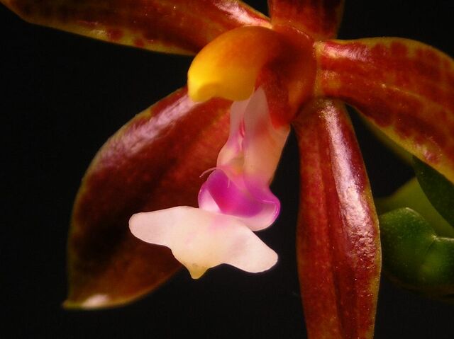 Plik:Phalaenopsis borneensis budowa.jpg