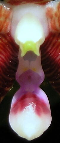 Plik:Phalaenopsis inscriptiosinensis budowa.jpg