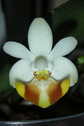 Plik:Phalaenopsis lobbii var. flava.jpg