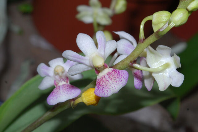 Plik:Doritaenopsis Tying Shin Glider.jpg