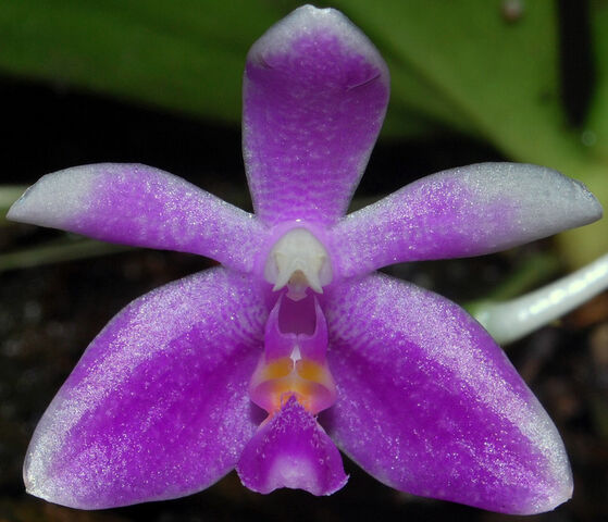 Plik:Phalaenopsis modesta variant.jpg