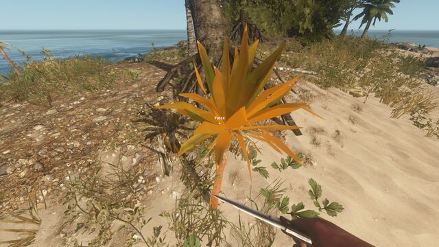 File:Yucca.jpg